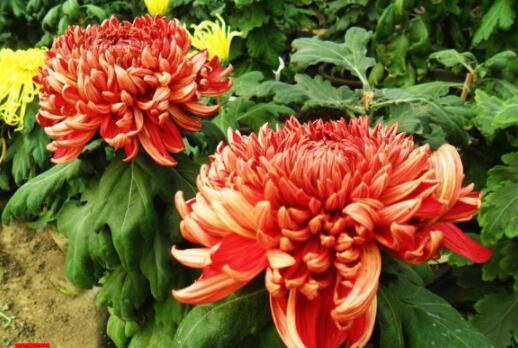 喜欢菊花，不如养盆“菊中珍品”，似雪莲花开，翩翩起舞