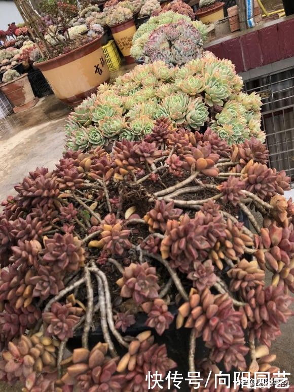 水肥|多肉也有水货，温室大棚里的产物，买回家就腐烂，死亡率超高