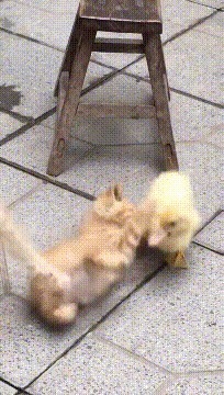 |搞笑GIF:这是什么玩偶啊,弄得我不知道怎么加油了