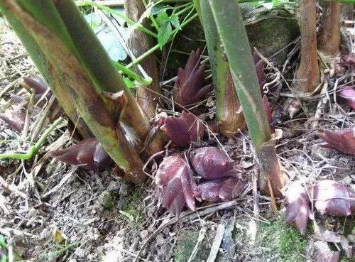 排毒养颜|聪明女性不妨坚持吃3种食物，补充营养、改善体质，好处多多！