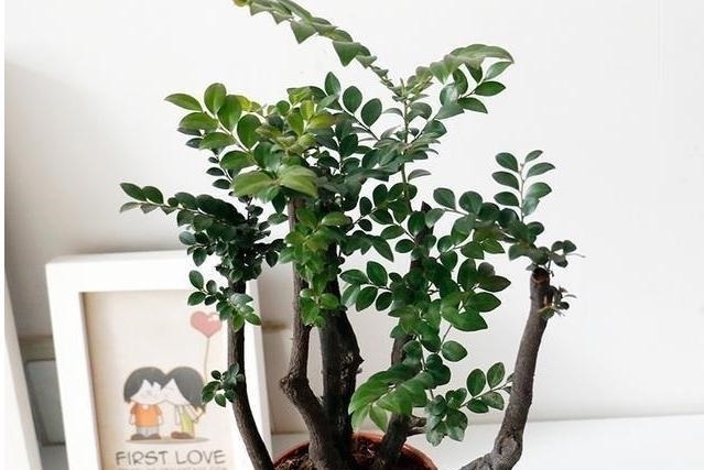 家里养花不要瞎眼！这6种花旺财又养人，有2种花是大忌！