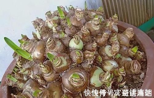 植物|养4种植物得会修剪，越舍得下狠手，植株就长得越旺开花越多