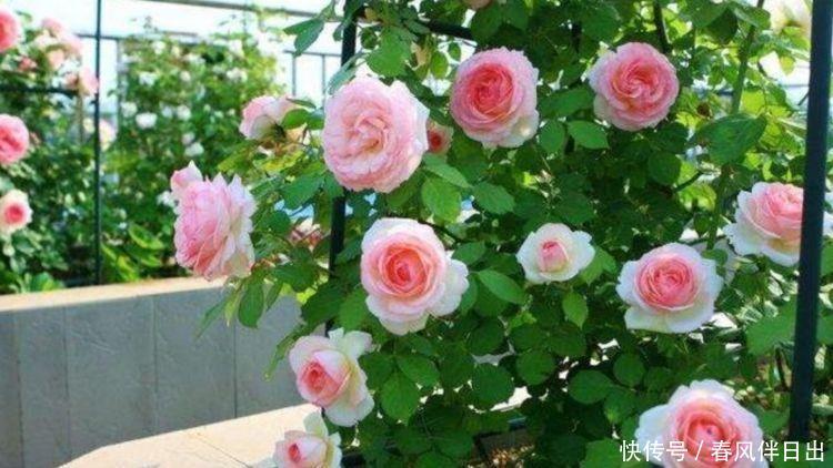 4种便宜花,花开娇艳美不胜收,一开就是300天