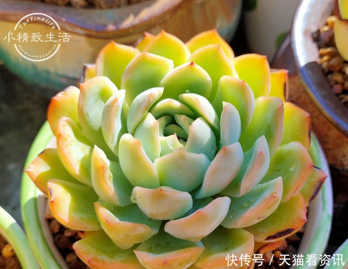 多肉植物|想要养好多肉,首先要选好花盆,这3种盆要避开,趁翻盆快换掉吧