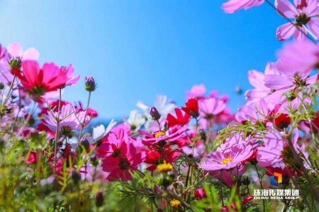 太养眼！茶花廊道、波斯菊花海、勒杜鹃廊道…海天公园上新啦