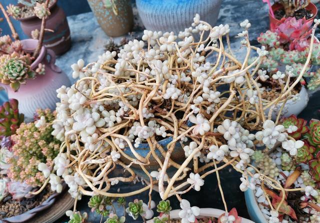 想养出高颜值多肉,这些多肉的名词你需要知道