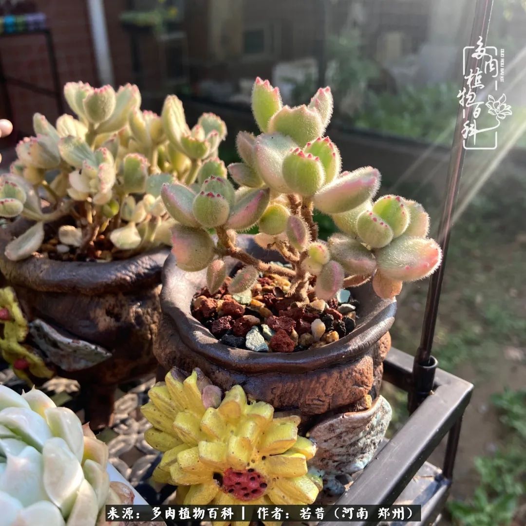 迷你小院儿,种满多肉、花草和蔬果,沉醉在自己的世外桃源!