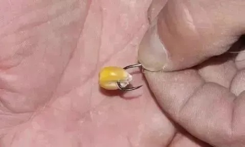 钓鱼比较费钱?成本不足半瓶维它米,钓上来128斤鲫鱼