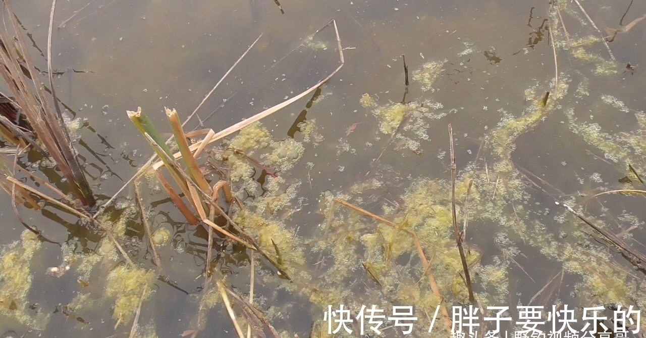 小黑哥|用图片说明,这种水草旁别打窝,打上窝子就离空军不远了