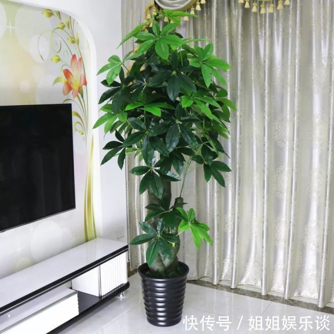 喷洒|给发财树喷一点小玩意，叶子翠绿发光，新芽新枝条蹭蹭冒