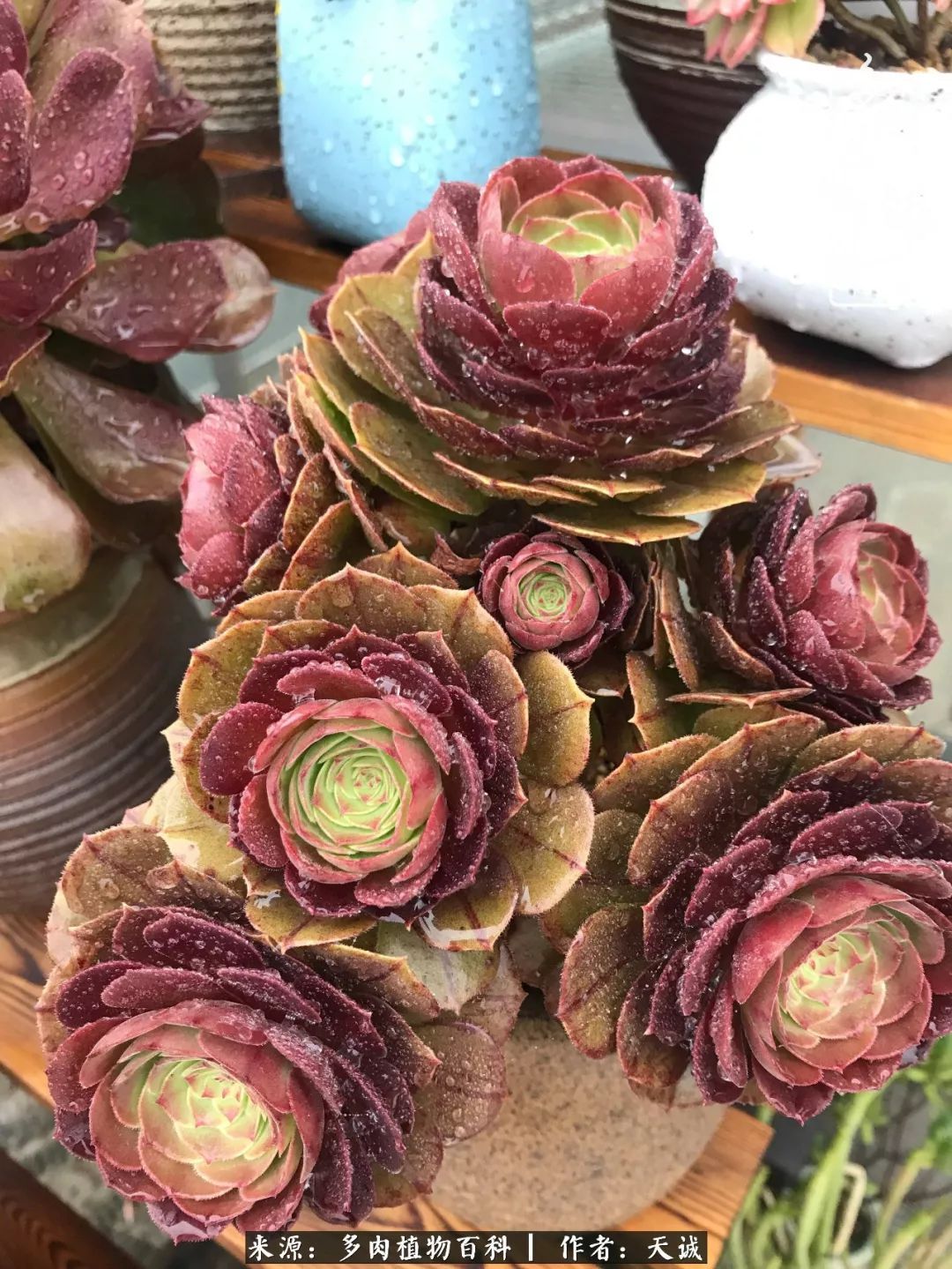 吃饱喝足，包邮区的多肉养精蓄锐准备渡劫！