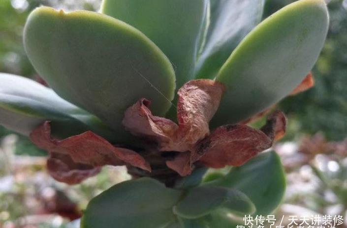 茎秆|多肉底部的枯叶该摘掉吗?当然要摘,但有些品种的枯叶不能全摘