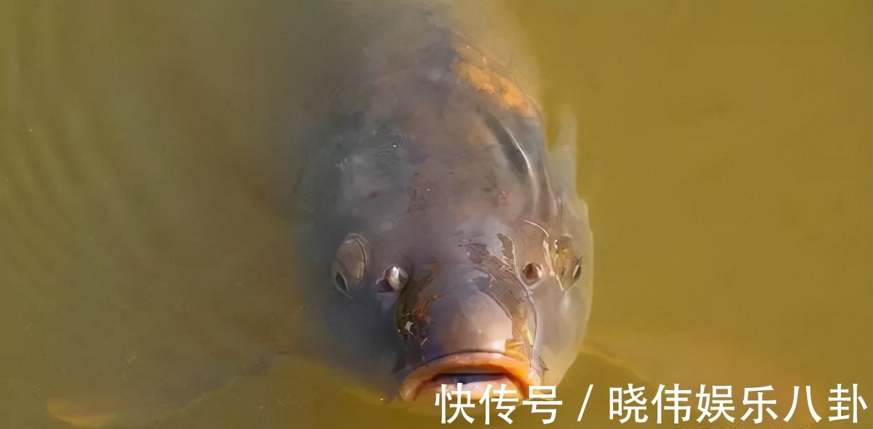 野钓鲤鱼没有秘诀，掌握这几个技巧，新手也能有收获