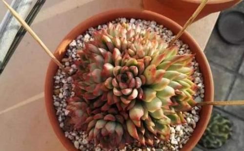  筷子|学会3个小技巧，盆土是干是湿轻松掌握，不用再担心盆栽水多水少