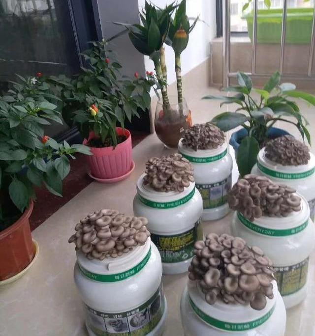 盆栽|家里不养花,不如种“蘑菇”,做成盆景特漂亮,一年能摘几十斤