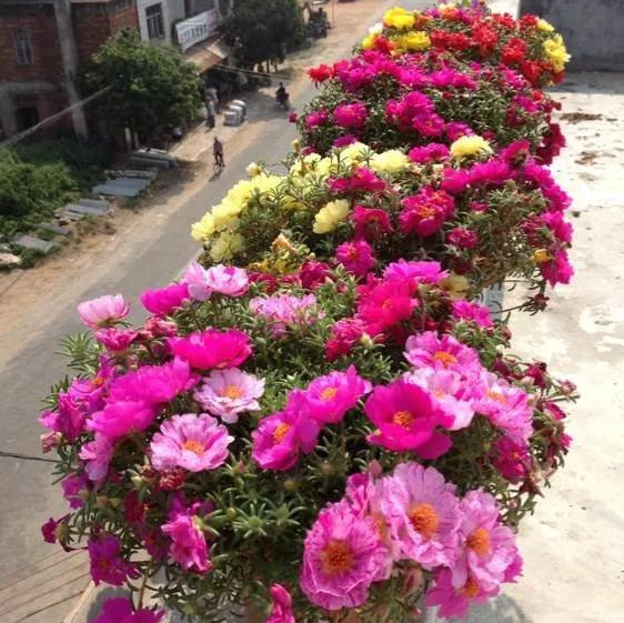 养花技巧粗生粗养也能四季开花！少养1种都觉得亏了