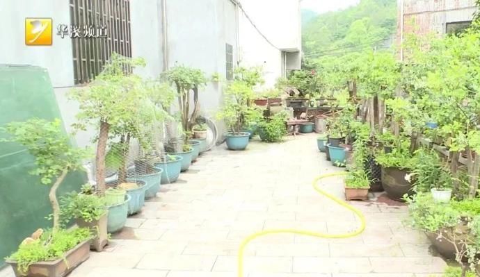 蓝莓树|盆景市场新宠儿，蓝莓盆栽你见过吗？