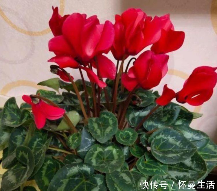 浇灌|5种漂亮花,好养易活,花开不断,枝头窜满花苞,美