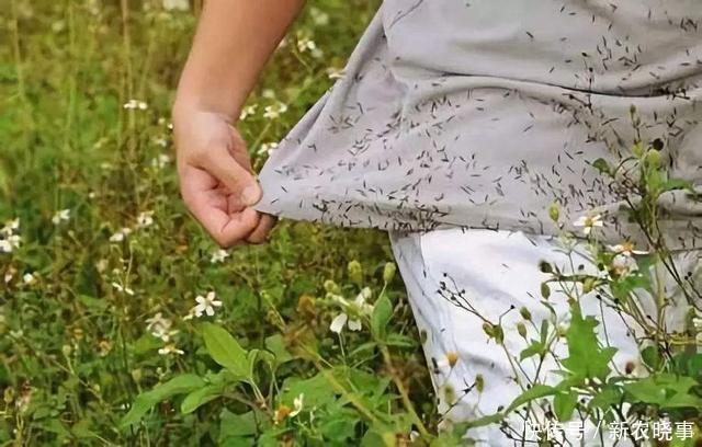 一种鬼针草，农民最讨厌，见了就砍掉，却不知它是价值高的宝