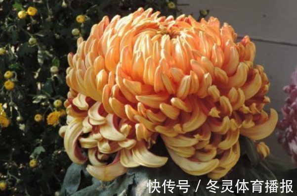 新手养花,不如养盆花中精品“国华皇中”,花色金黄,舒雅高洁