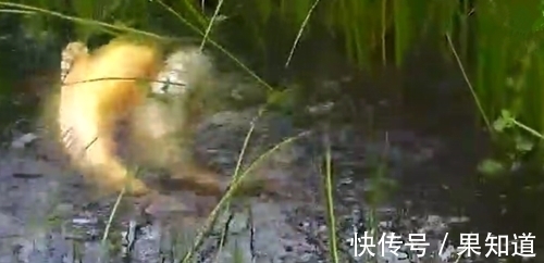 大鱼|水草中看到一白一黄的两条大鱼在嬉戏，太漂亮了，不舍得抓来吃