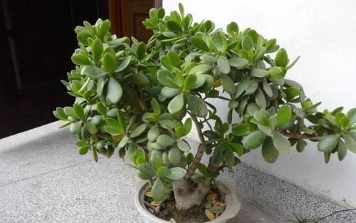 玉树用什么肥最好？