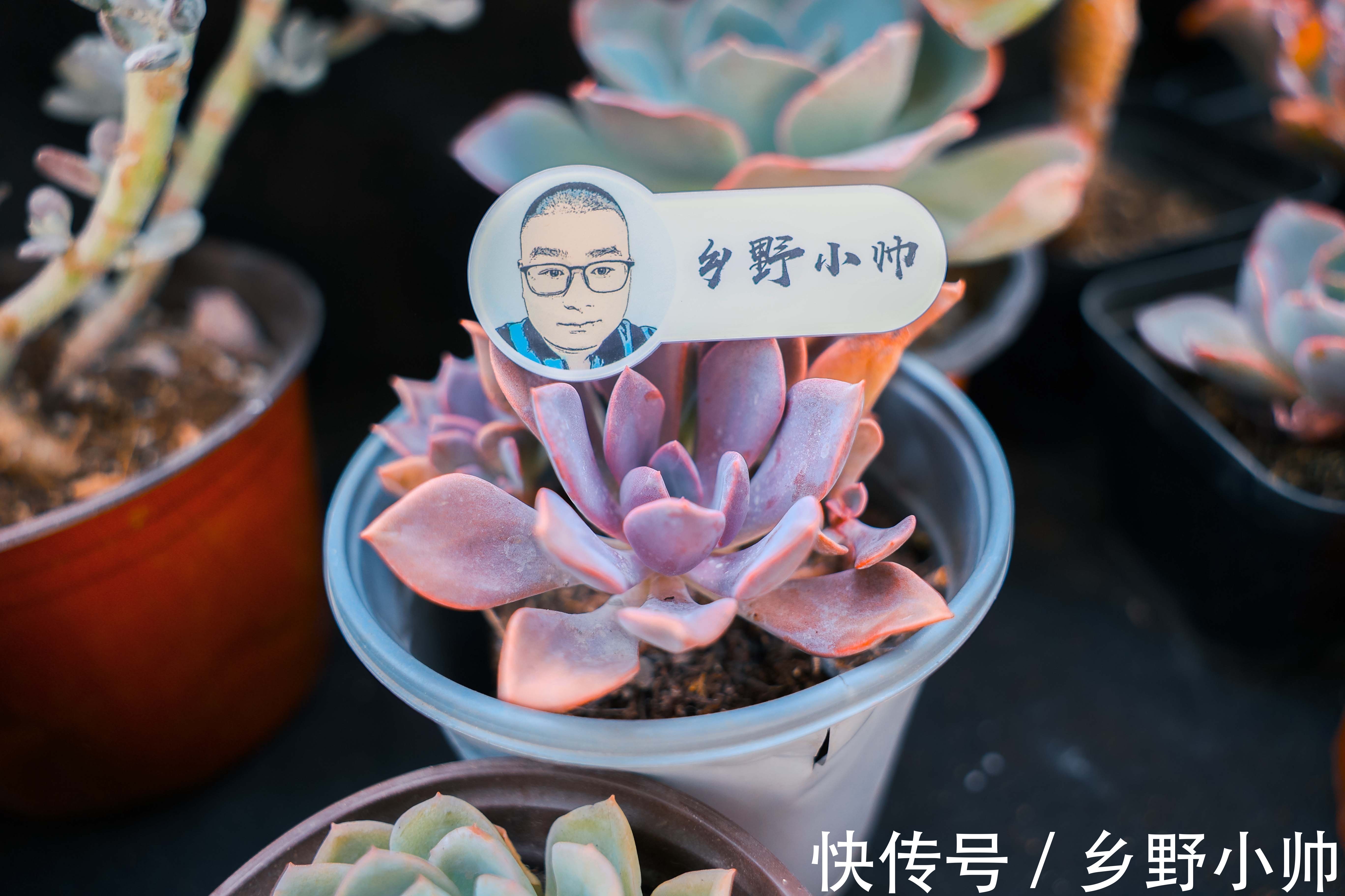 黛比多肉|黛比、丘比特,两种长得类似双胞胎的两种多肉,这样养护更漂亮