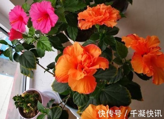 花朵|4种“劳模花”,花期365天全年不休,养在室内一整年都有花赏