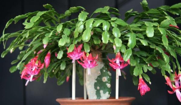 怎么让蟹爪兰开花更多、更持久？日常做到这些，花谢又能接着开