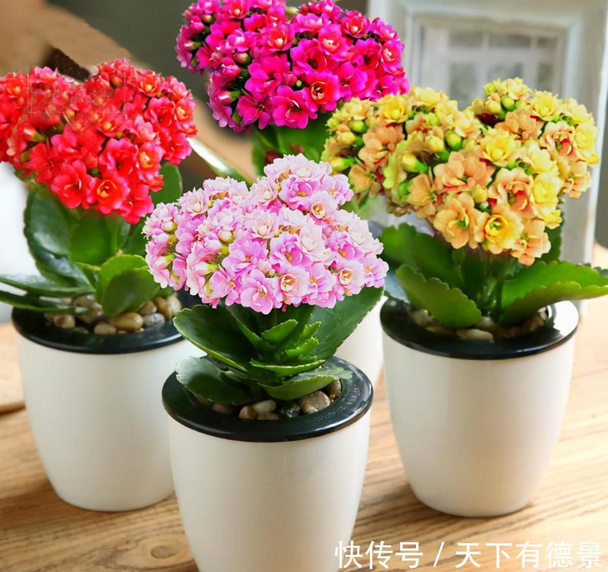 适合懒人养的“6种花”,不只是好养,还寓意好,利于健康