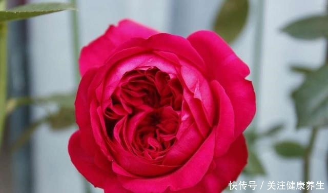 谁说月光族就不配养花这20种月季花月薪3000也能养!