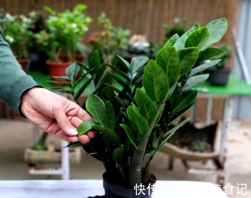 长寿花|“4种花卉”生意人偷着养,自己发财不告诉别人,摆在家中能发家