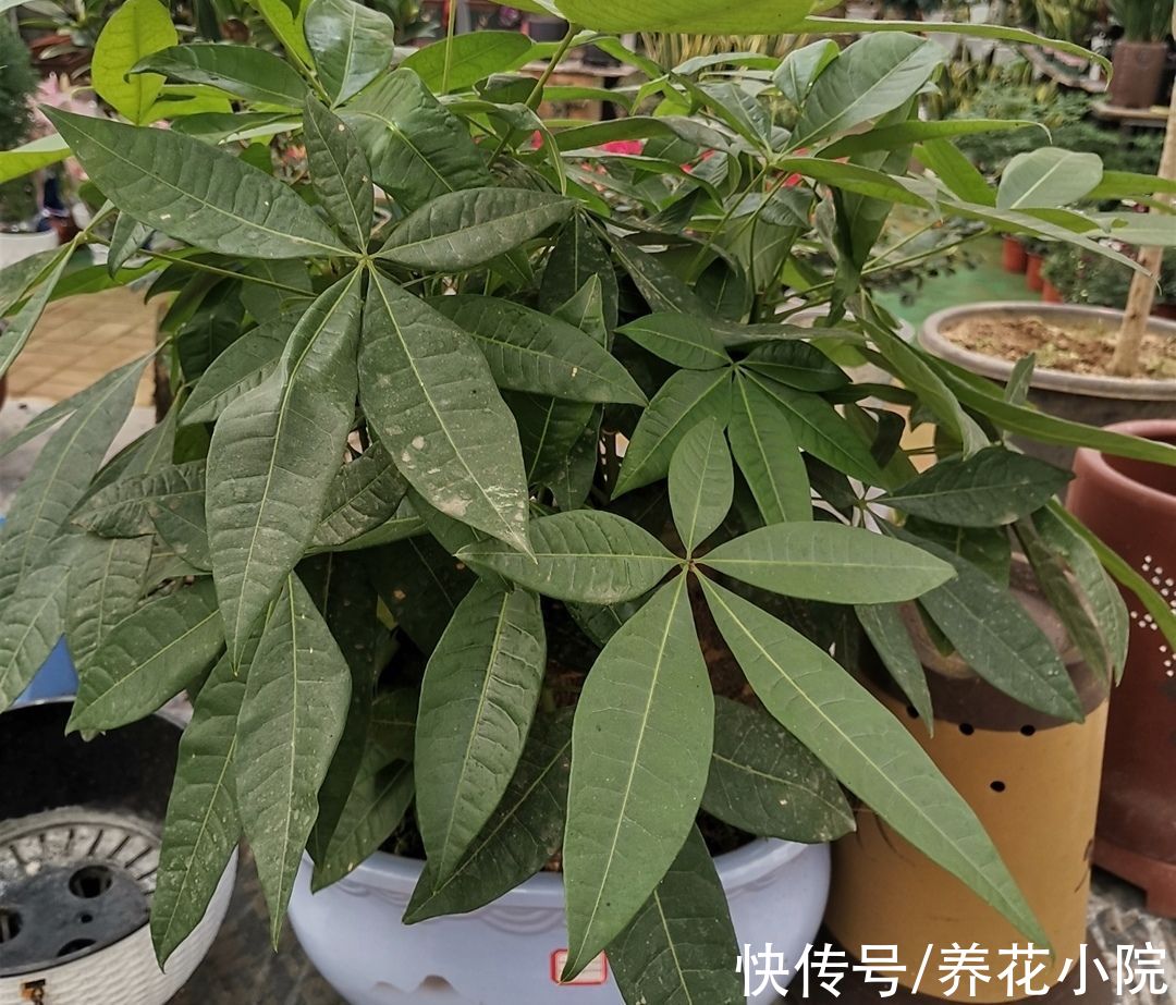 黄叶|养发财树，记住4个“顺口溜”，避免烂根黄叶，长得旺