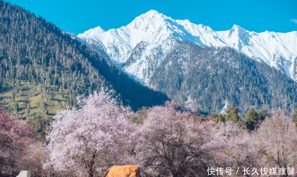 【林芝桃花节·5日旅拍】行摄中国最美的春天