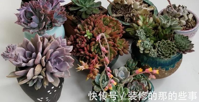 多肉长花箭算不算正常，该怎么处理？