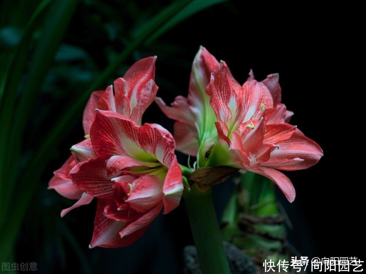 朱顶红延长花期，试试这几个办法，花瓣巴掌大，花期多开15天