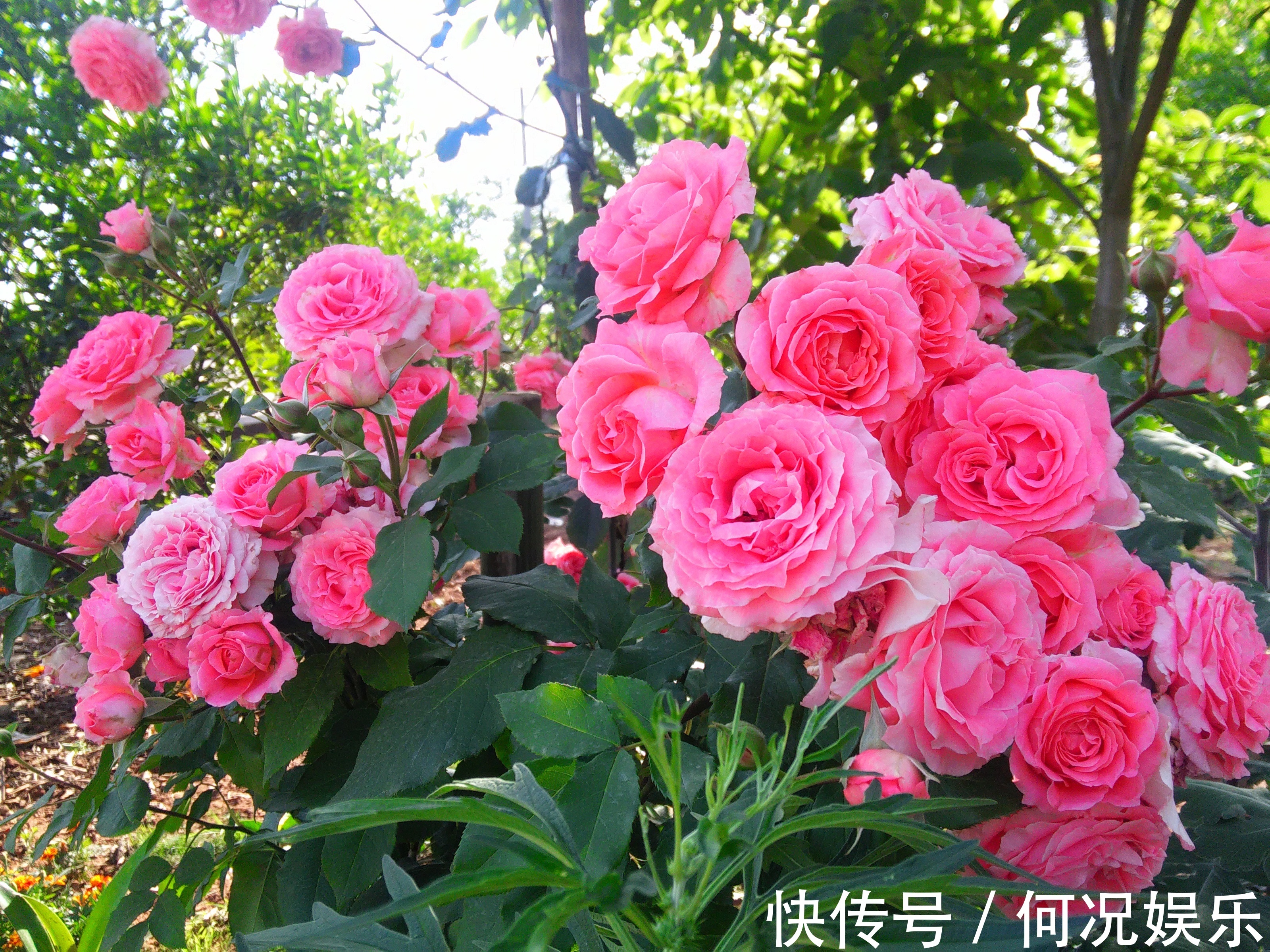 此盆栽花期超长,四季有花开,漂亮又芳香,好养易成活,值得拥有