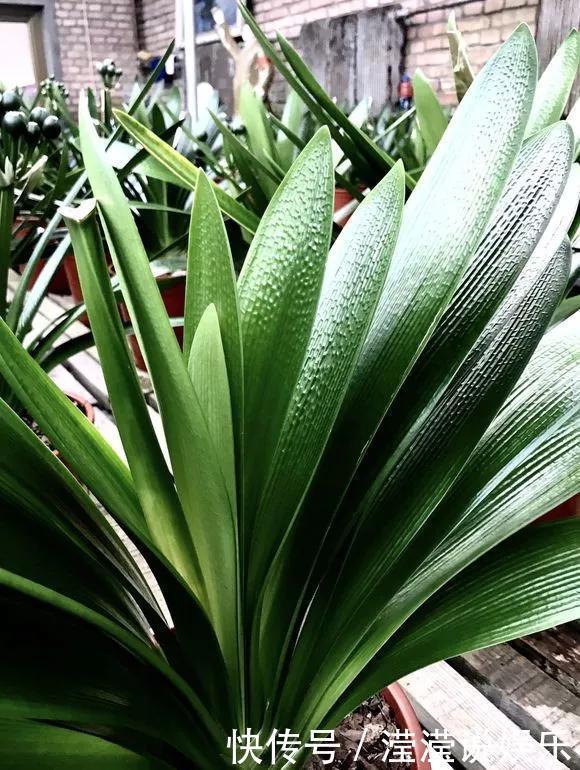 6种花是“老酒鬼”,1个月喝2杯,叶子油亮亮,花苞冒不完