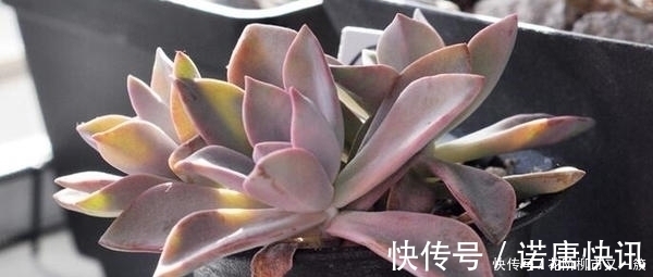 叶子|多肉底叶干枯，该不该摘掉看看老花农如何解决