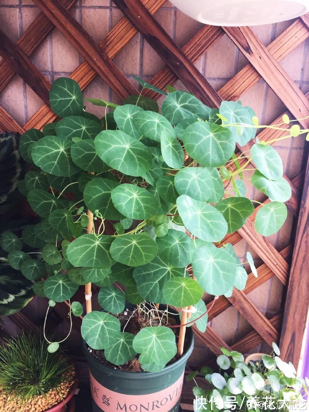 7种花冬天会假死，叶子掉光不要扔，明年还能大爆花