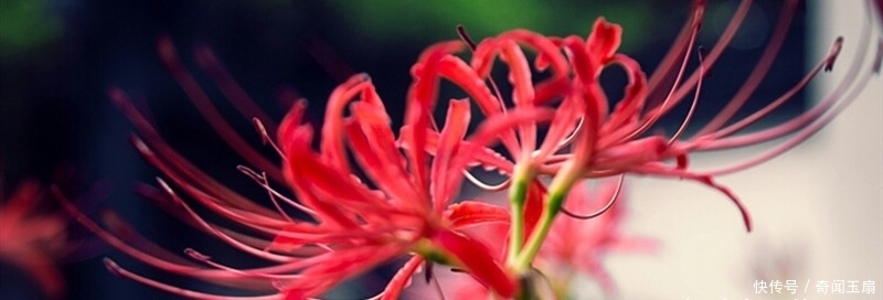 没事|喜欢养花,请避免养“冥界四花”,别没事找恐怖!