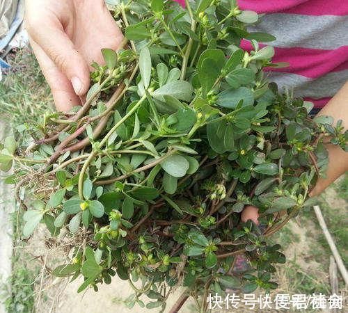 铁皮石斛|农村这种“救命仙草”,现在有钱都买不到,它的稀罕程度也是可想而知的了