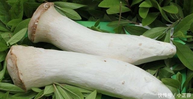 王子菇怎么做好吃 王子菇怎么做好吃