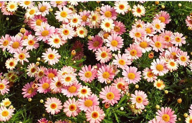 世界上品种最多的植物,没有之一,光路边就有20多种!