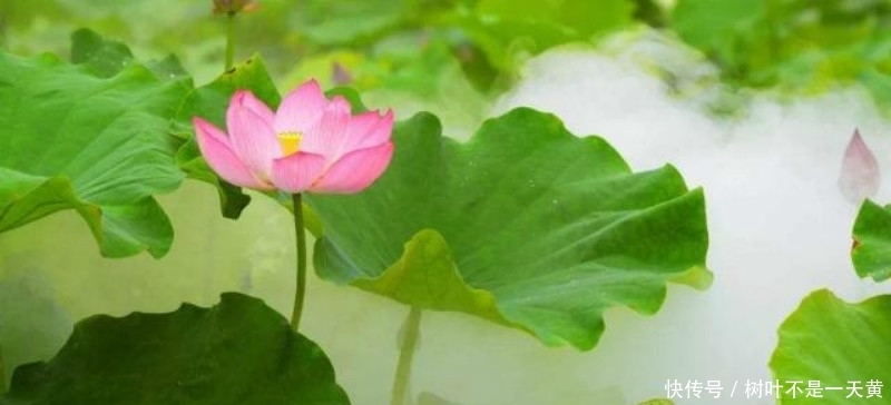 更是|欧阳修描写西湖最好的一首词,写得极为抒情,更是成全了一池荷花