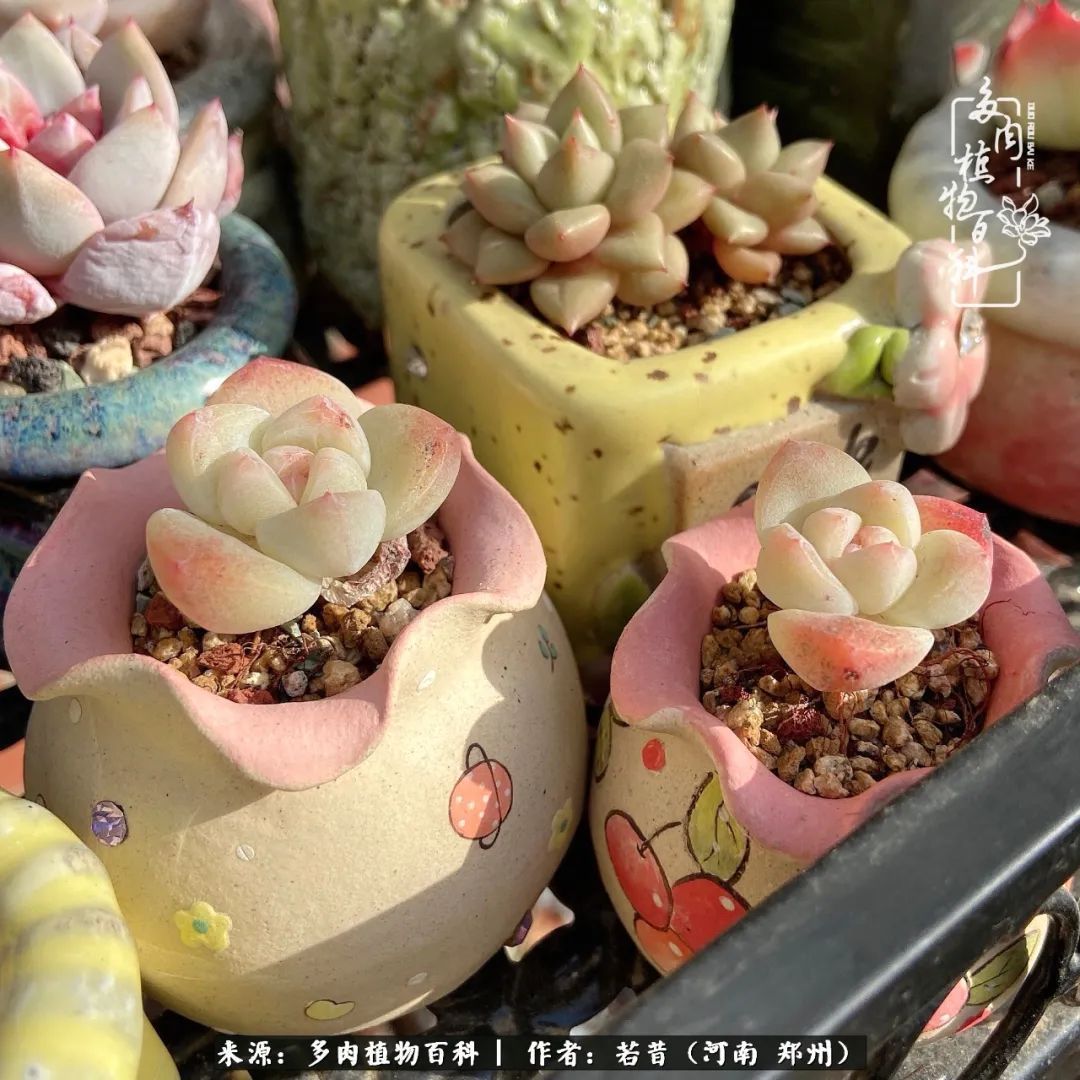 迷你小院儿,种满多肉、花草和蔬果,沉醉在自己的世外桃源!