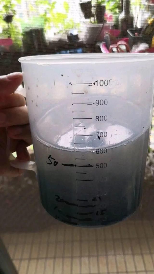 9种花真是老酒鬼，5天一小杯，叶子绿得像打蜡