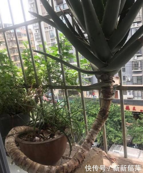 绿色植物|想要芦荟成老桩?知道这个妙招,叶片厚实肥美,几年就成树