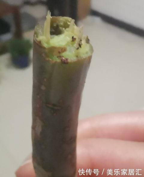 法师多肉脱落叶片严重,一定要注意