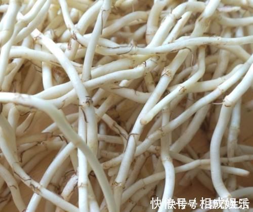 鱼腥草|“它”是前列腺炎的“克星”,男人没事常吃,消炎排毒,炎症或“不药而愈”